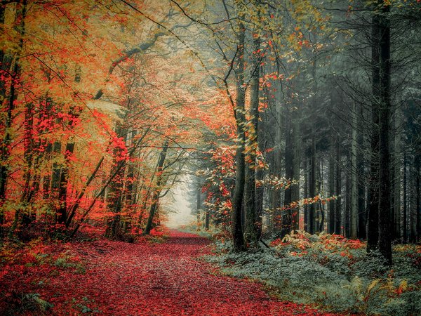 лес, осень, тропа, фото