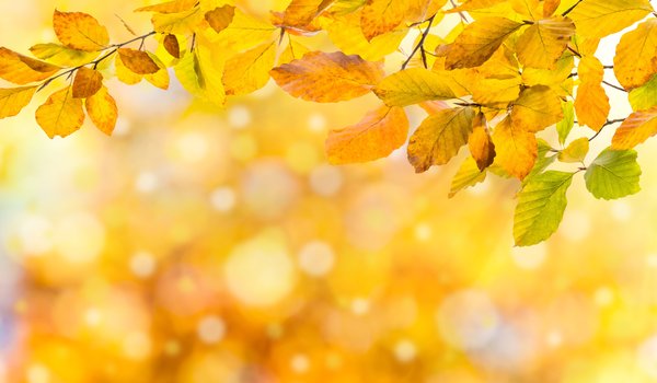 Обои на рабочий стол: autumn, background, colorful, leaves, листья, осенние, осень