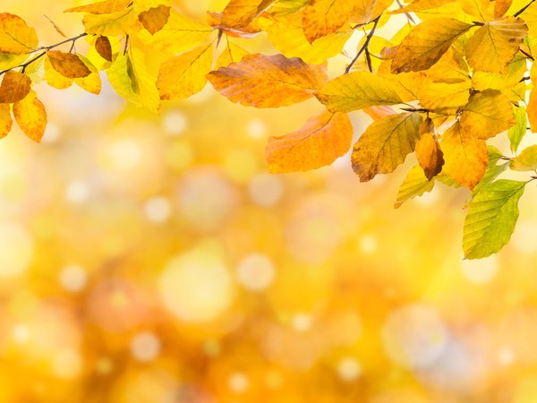 autumn, background, colorful, leaves, листья, осенние, осень
