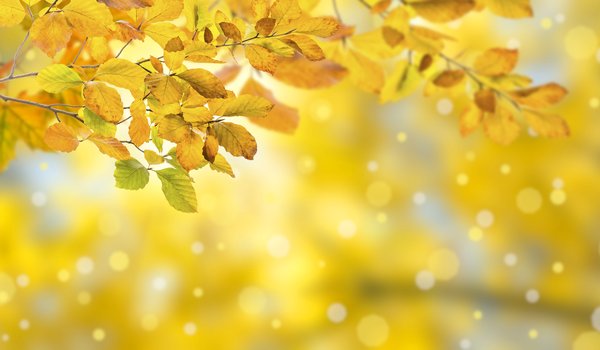 Обои на рабочий стол: autumn, background, colorful, leaves, листья, осенние, осень