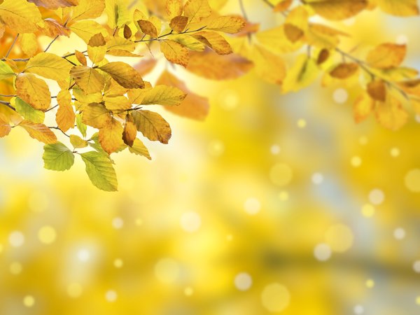autumn, background, colorful, leaves, листья, осенние, осень