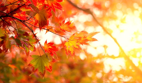 Обои на рабочий стол: autumn, colorful, leaves, maple, клён, листья, осенние, осень