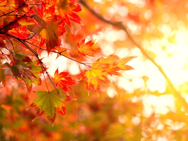 autumn, colorful, leaves, maple, клён, листья, осенние, осень