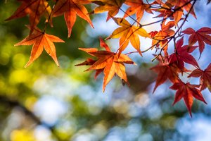 Обои на рабочий стол: autumn, colorful, leaves, maple, дерево, клён, листья, осень