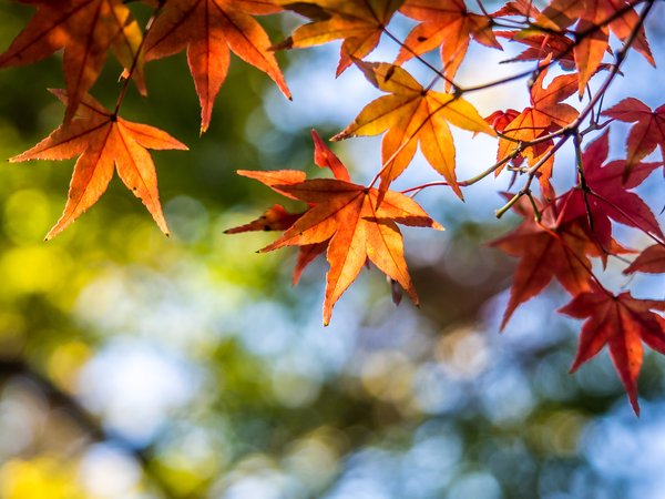 autumn, colorful, leaves, maple, дерево, клён, листья, осень