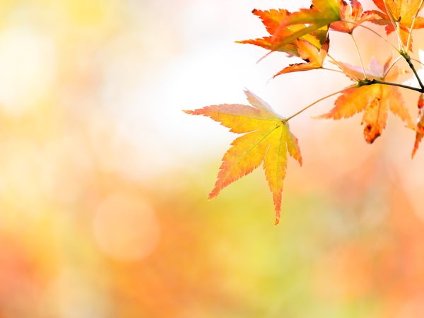 autumn, colorful, leaves, maple, дерево, клён, листья, осенние, осень
