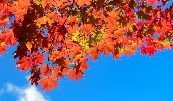 Обои на рабочий стол: autumn, colorful, leaves, maple, дерево, клён, листья, осенние, осень