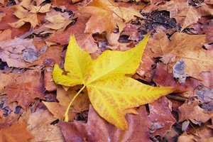 Обои на рабочий стол: autumn, colorful, leaves, maple, клён, листья, осенние, осень