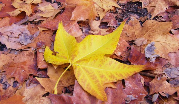 Обои на рабочий стол: autumn, colorful, leaves, maple, клён, листья, осенние, осень