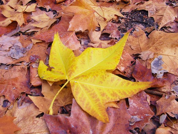 autumn, colorful, leaves, maple, клён, листья, осенние, осень