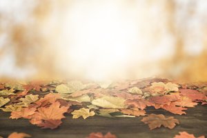 Обои на рабочий стол: autumn, background, colorful, leaves, maple, wood, дерево, листья, осенние, осень, солнце, фон