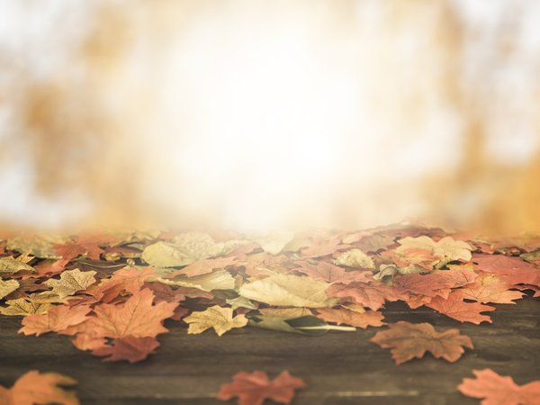 autumn, background, colorful, leaves, maple, wood, дерево, листья, осенние, осень, солнце, фон