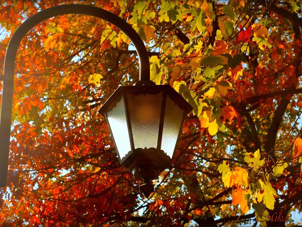 autumn, fall, leaves, листья, осень, фонарь