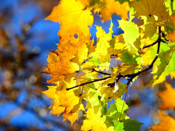 ветка, клён, листья, небо, осень