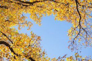Обои на рабочий стол: autumn, leaves, tree, yellow, деревья, листья, небо, осенние, осень