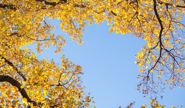 Обои на рабочий стол: autumn, leaves, tree, yellow, деревья, листья, небо, осенние, осень