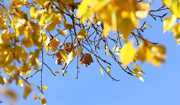 Обои на рабочий стол: веточки, листья, небо, осень