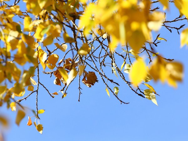 веточки, листья, небо, осень