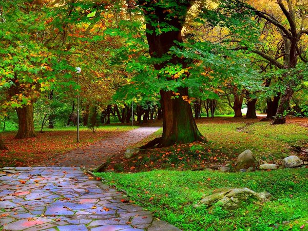 autumn, fall, leaves, nature, park, path, trees, аллея, деревья, дорожка, листопад, осень, парк