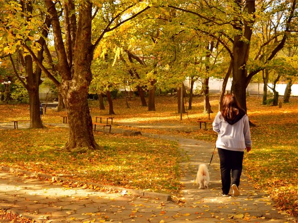 autumn, fall, park, осень, парк, прогулка, собачка