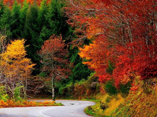 autumn, forest, landscape, nature, plants, road, trees, деревья, дорога, лес, осень, пейзаж, природа, растения