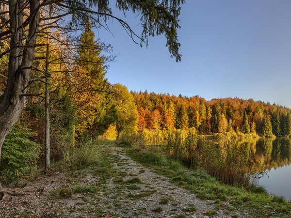 лес, озеро, осень