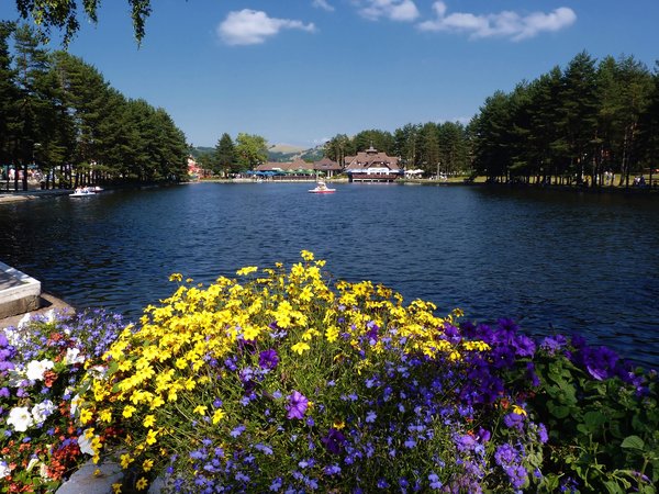 Озеро Златибор, сербия, цветы