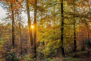 Обои на рабочий стол: germany, Palatinate Forest, германия, деревья, лес, осень, Пфальцский Лес