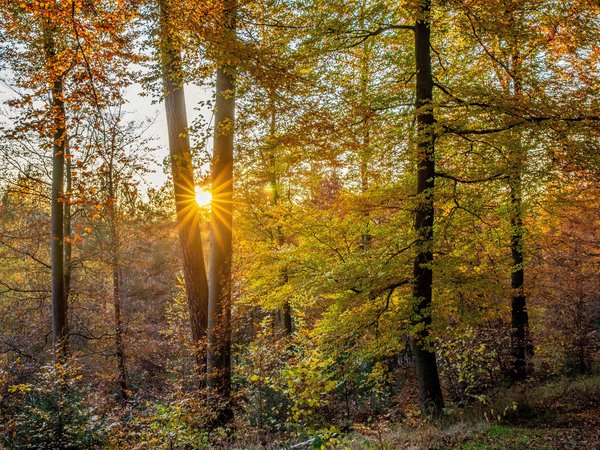 germany, Palatinate Forest, германия, деревья, лес, осень, Пфальцский Лес