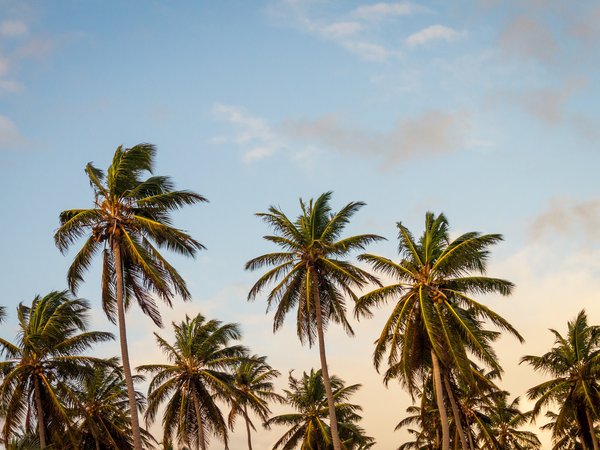 palms hotel, summer, trees