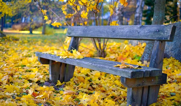 Обои на рабочий стол: боке, листва, осень, парк, скамья, скоро