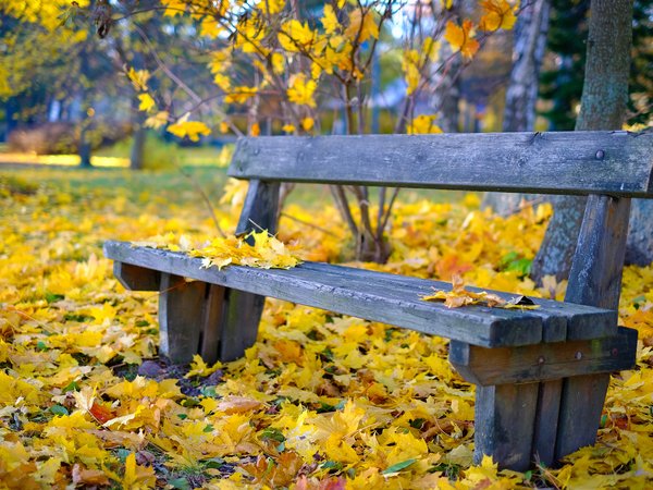 боке, листва, осень, парк, скамья, скоро