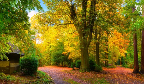 Обои на рабочий стол: деревья, листья, осень, панорама, парки, природа