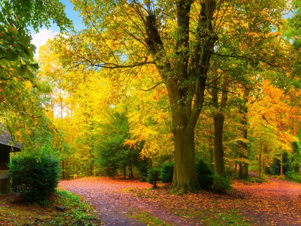 деревья, листья, осень, панорама, парки, природа