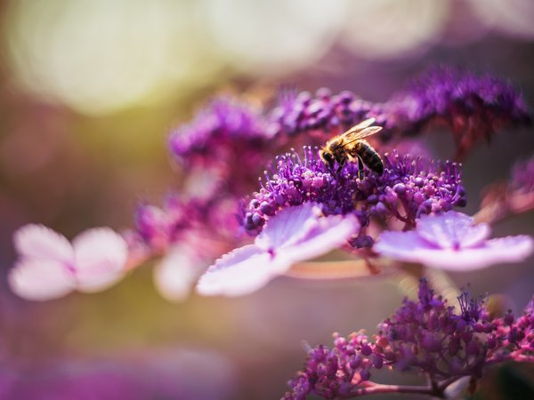 лето, пчела, цветок