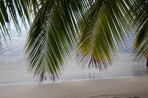 Обои на рабочий стол: beach, beautiful, palms, paradise, sand, sea, seascape, summer, tropical, берег, лето, море, небо, пальмы, песок, пляж, солнце