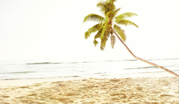 Обои на рабочий стол: beach, beautiful, palms, paradise, sand, sea, seascape, summer, tropical, берег, лето, море, небо, пальмы, песок, пляж, солнце