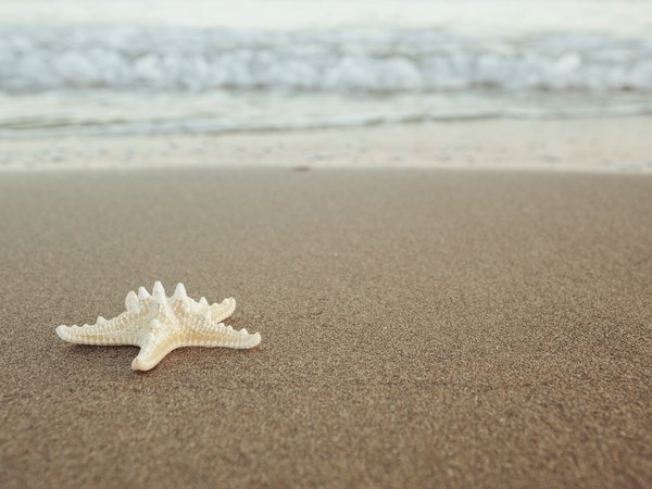 beach, sand, sea, starfish, summer, звезда, море, морская, песок, пляж
