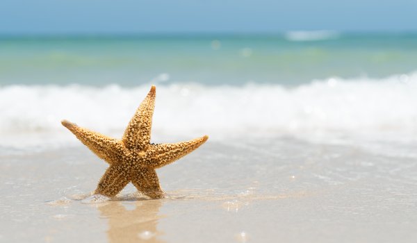 Обои на рабочий стол: beach, marine, sand, sea, starfish, summer, берег, волны, звезда, лето, море, песок, пляж
