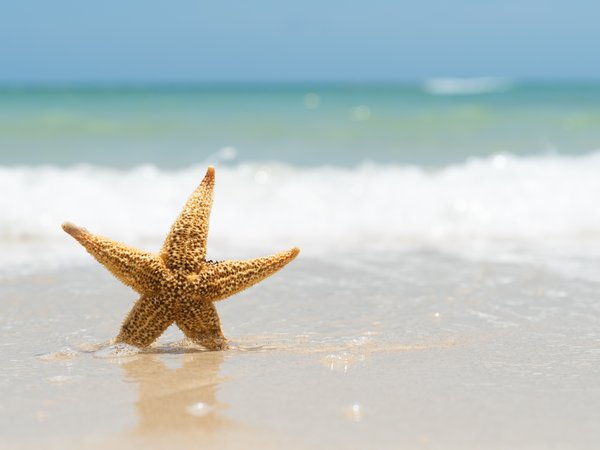 beach, marine, sand, sea, starfish, summer, берег, волны, звезда, лето, море, песок, пляж