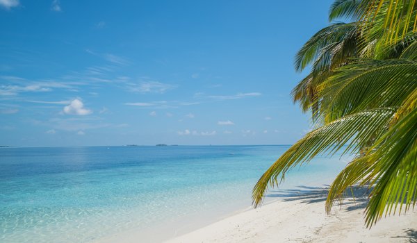 Обои на рабочий стол: beach, beautiful, palms, paradise, sand, sea, seascape, summer, tropical, берег, волны, лето, море, небо, пальмы, песок, пляж