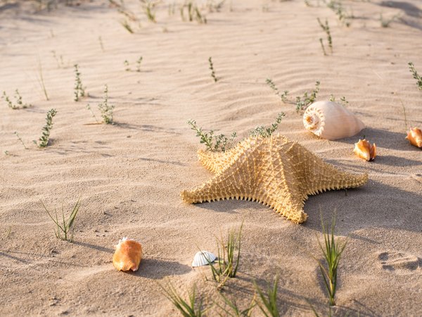 beach, marine, sand, sea, seashells, starfish, summer, лето, песок, пляж, ракушки