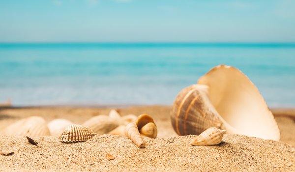 Обои на рабочий стол: beach, sand, seashells, summer, лето, море, песок, пляж, ракушки