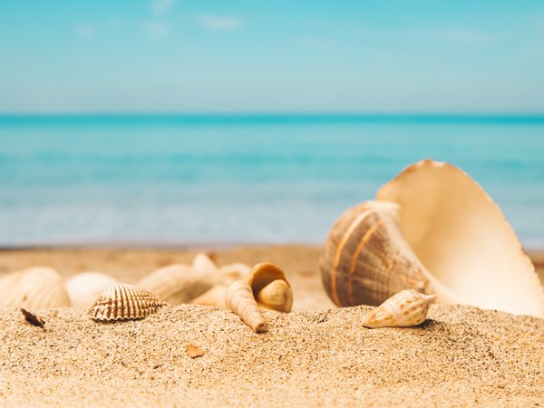 beach, sand, seashells, summer, лето, море, песок, пляж, ракушки