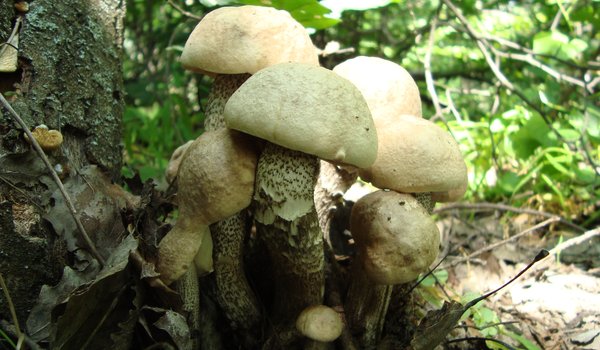 Обои на рабочий стол: грибы, лес, поход за грибами, семейка