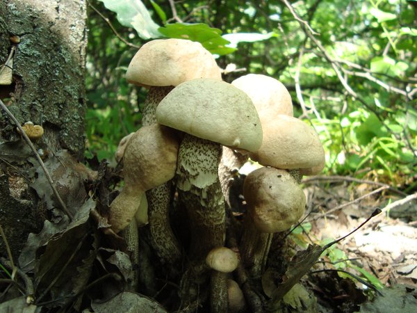 грибы, лес, поход за грибами, семейка