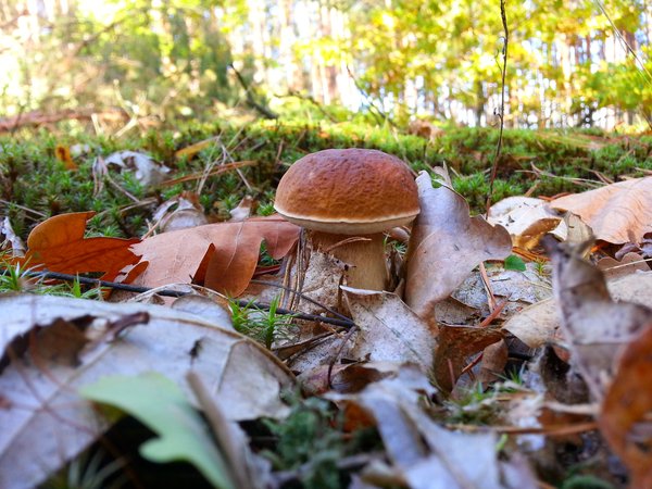 белый, гриб, листья дуба, осень в лесу, природа