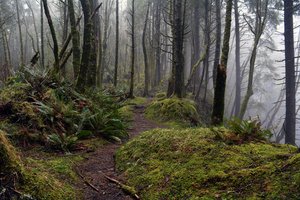 Обои на рабочий стол: Oregon, Tillamook Head Trail, usa, деревья, лес, мох, Орегон, природа, сша