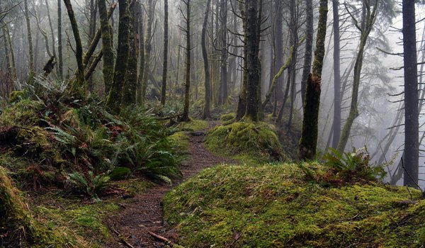 Обои на рабочий стол: Oregon, Tillamook Head Trail, usa, деревья, лес, мох, Орегон, природа, сша