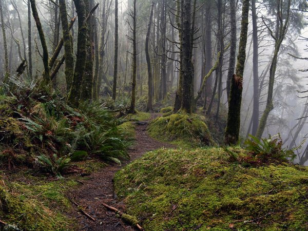 Oregon, Tillamook Head Trail, usa, деревья, лес, мох, Орегон, природа, сша